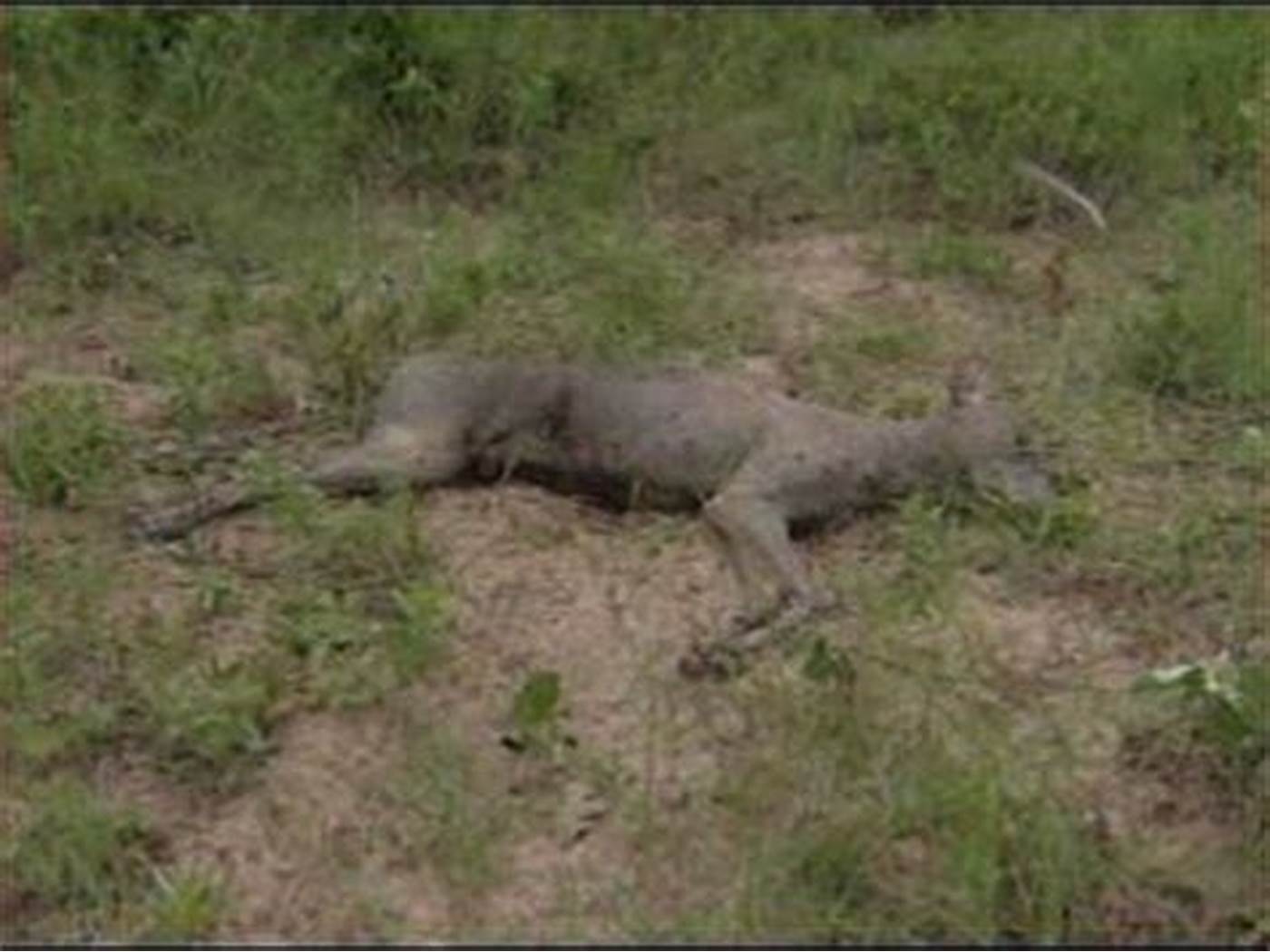 UN "CHUPACABRA" MORT