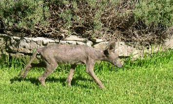 UN COYOTE INFECTER PAR LA GALE